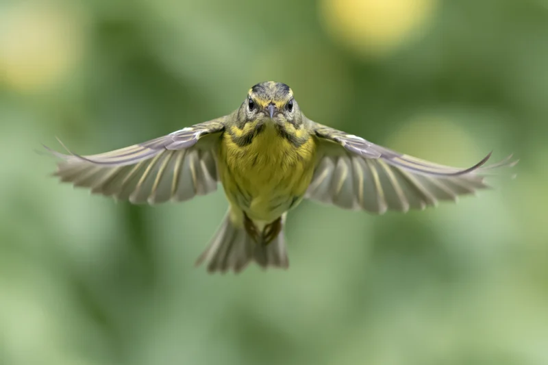 Small yellow-breasted songbird in mid-flight with wings spread against green foliage background