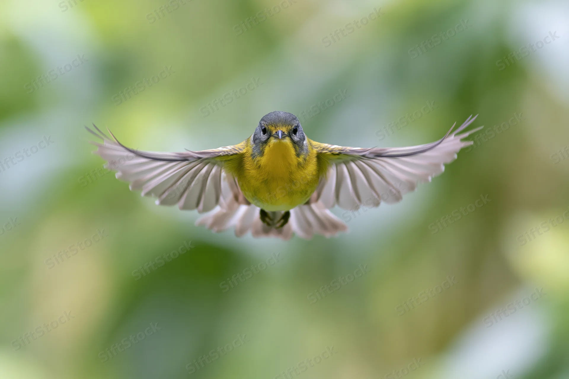 Small yellow-breasted songbird in mid-flight with wings spread against blurred green foliage