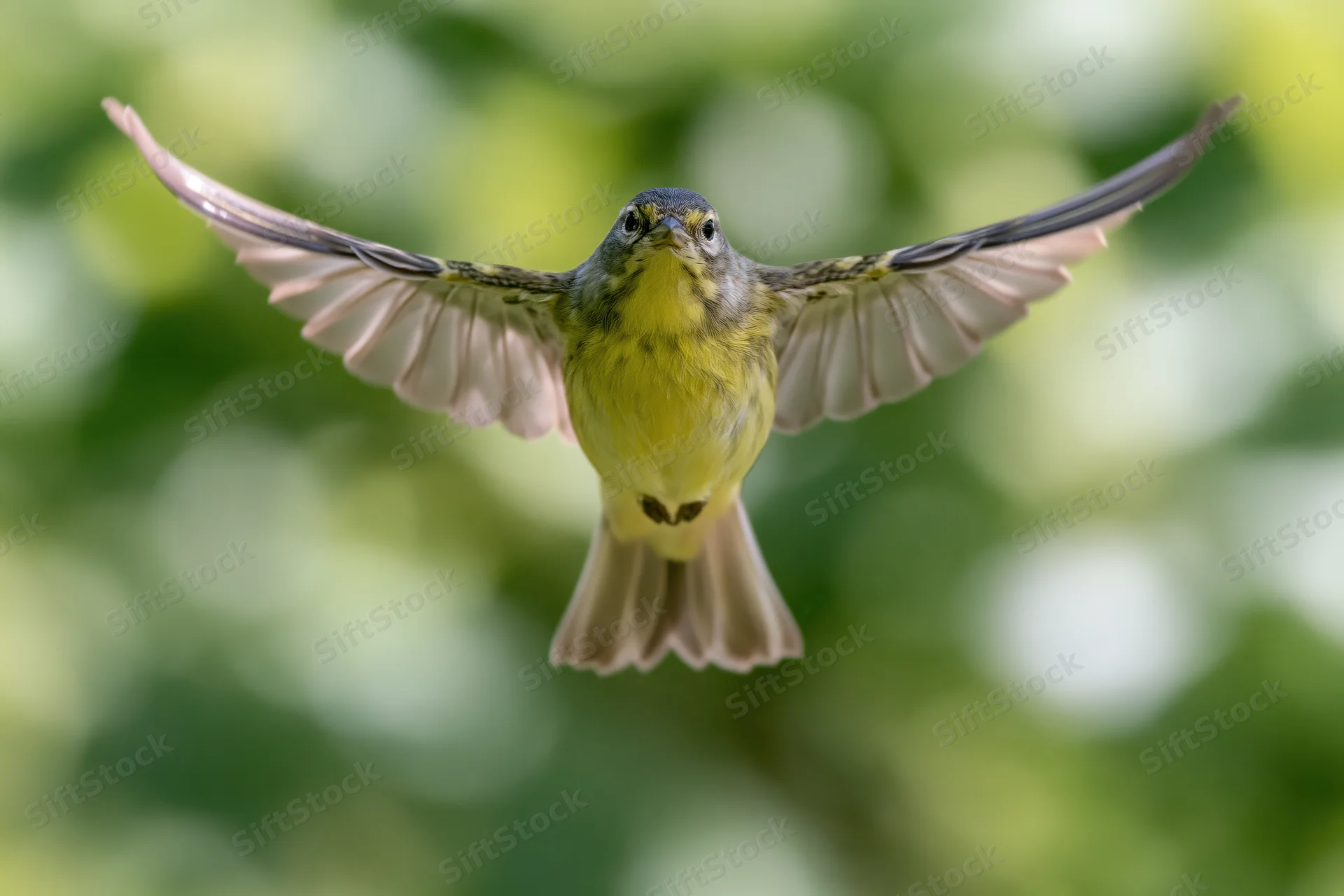 Small yellow-breasted songbird in mid-flight with wings spread against green foliage background