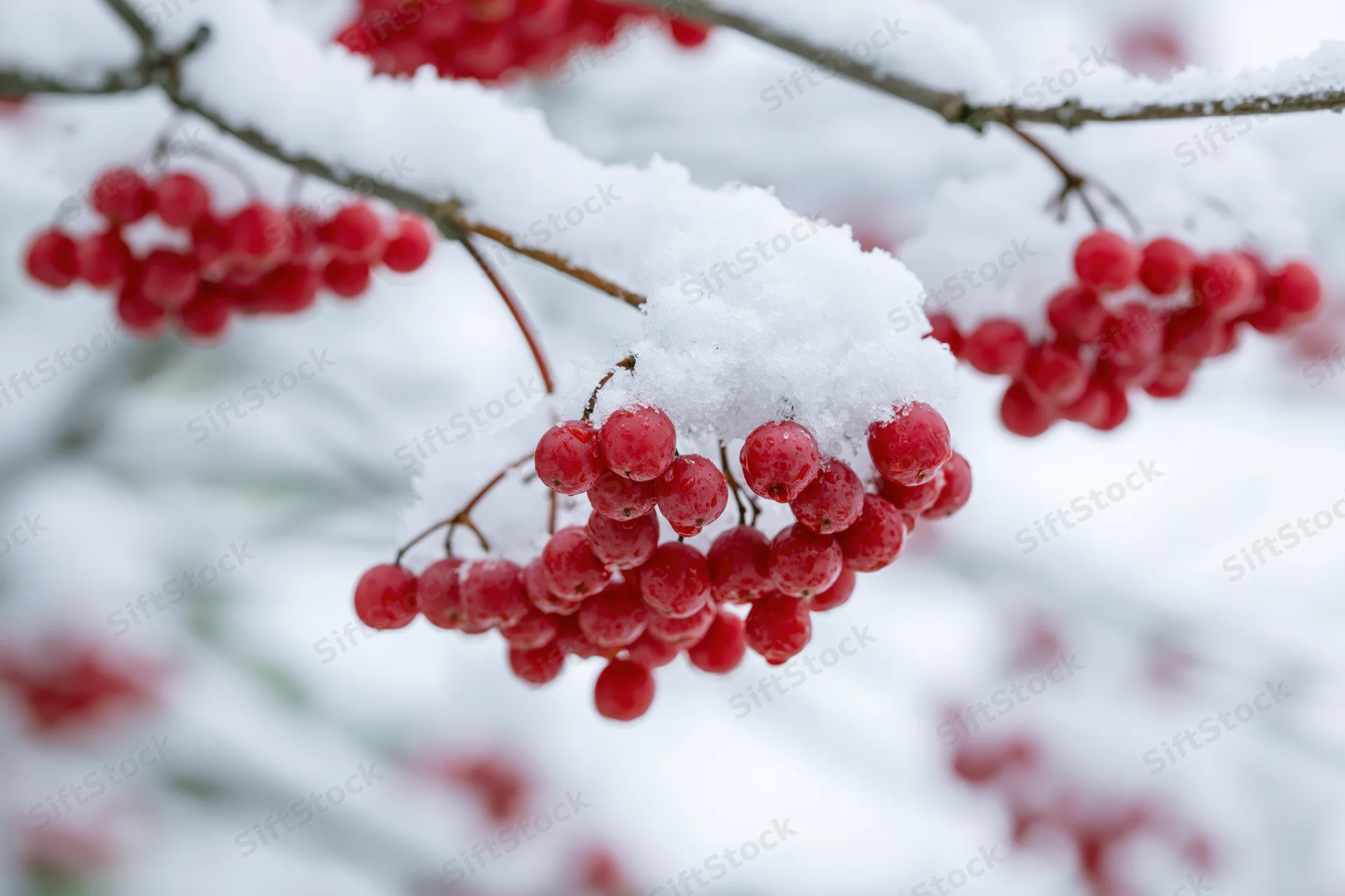 Red berries clustered on snow-covered branches in winter garden