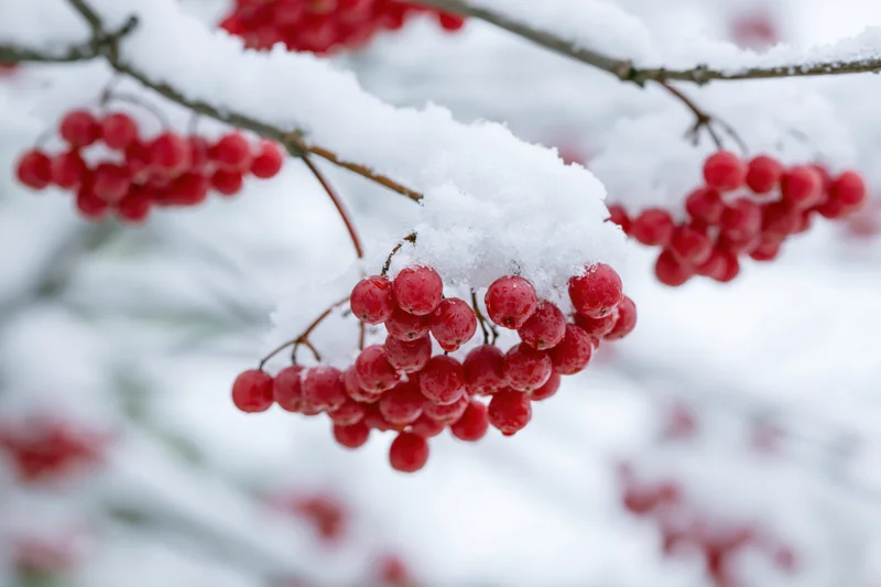 Red berries clustered on snow-covered branches in winter garden