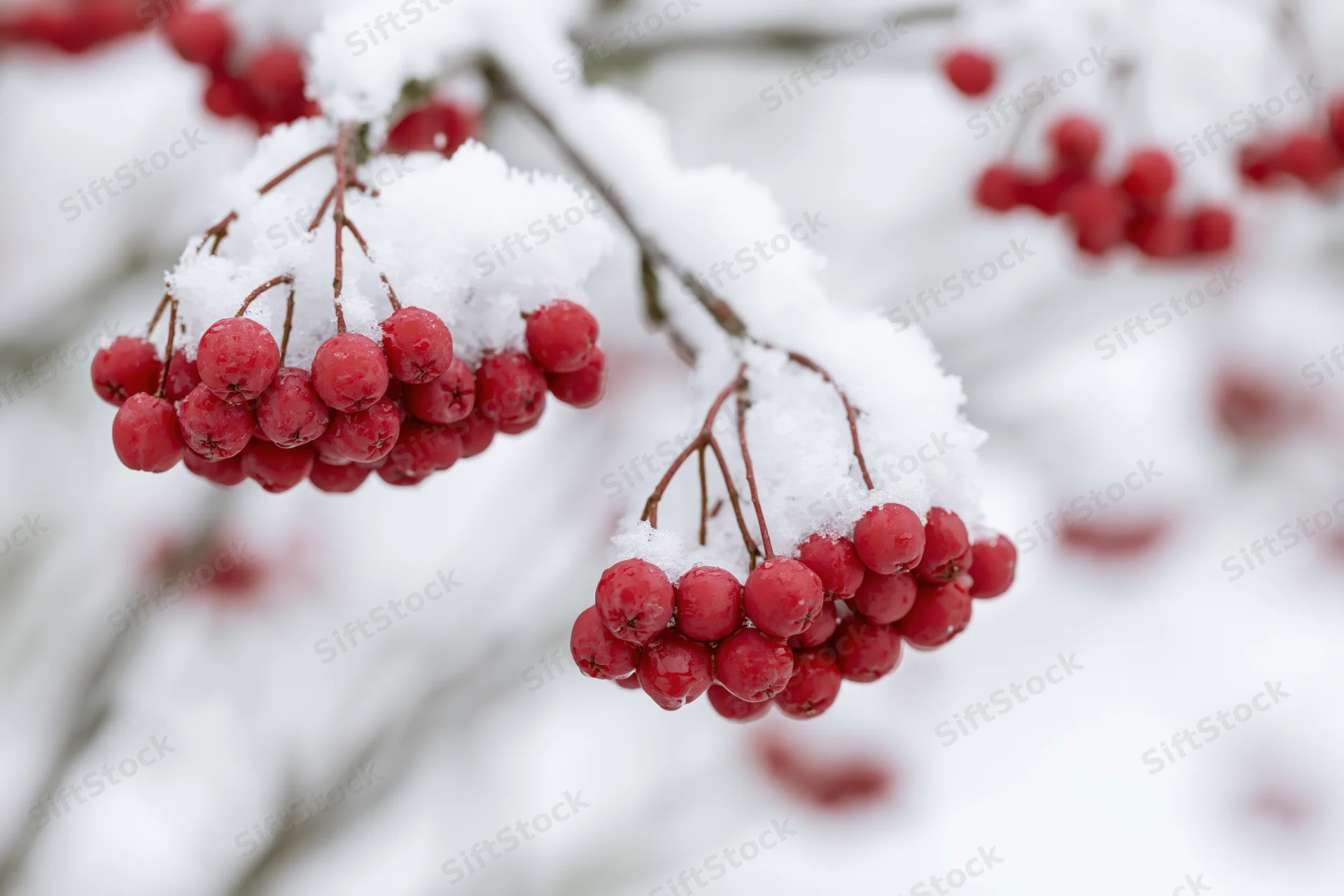 Red berries clustered on snow-covered branches in winter