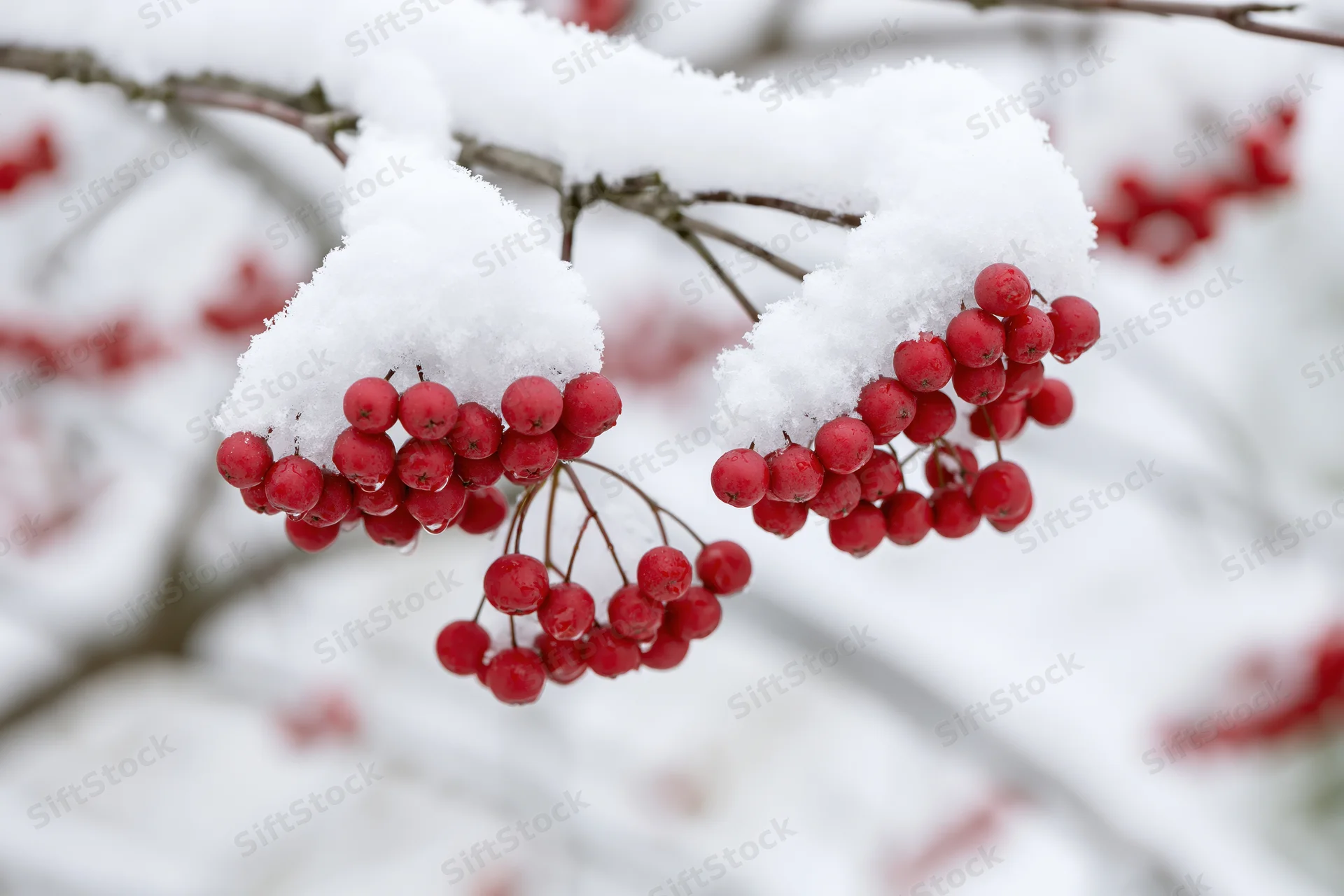 Red berries clustered on snow-covered branches in winter garden