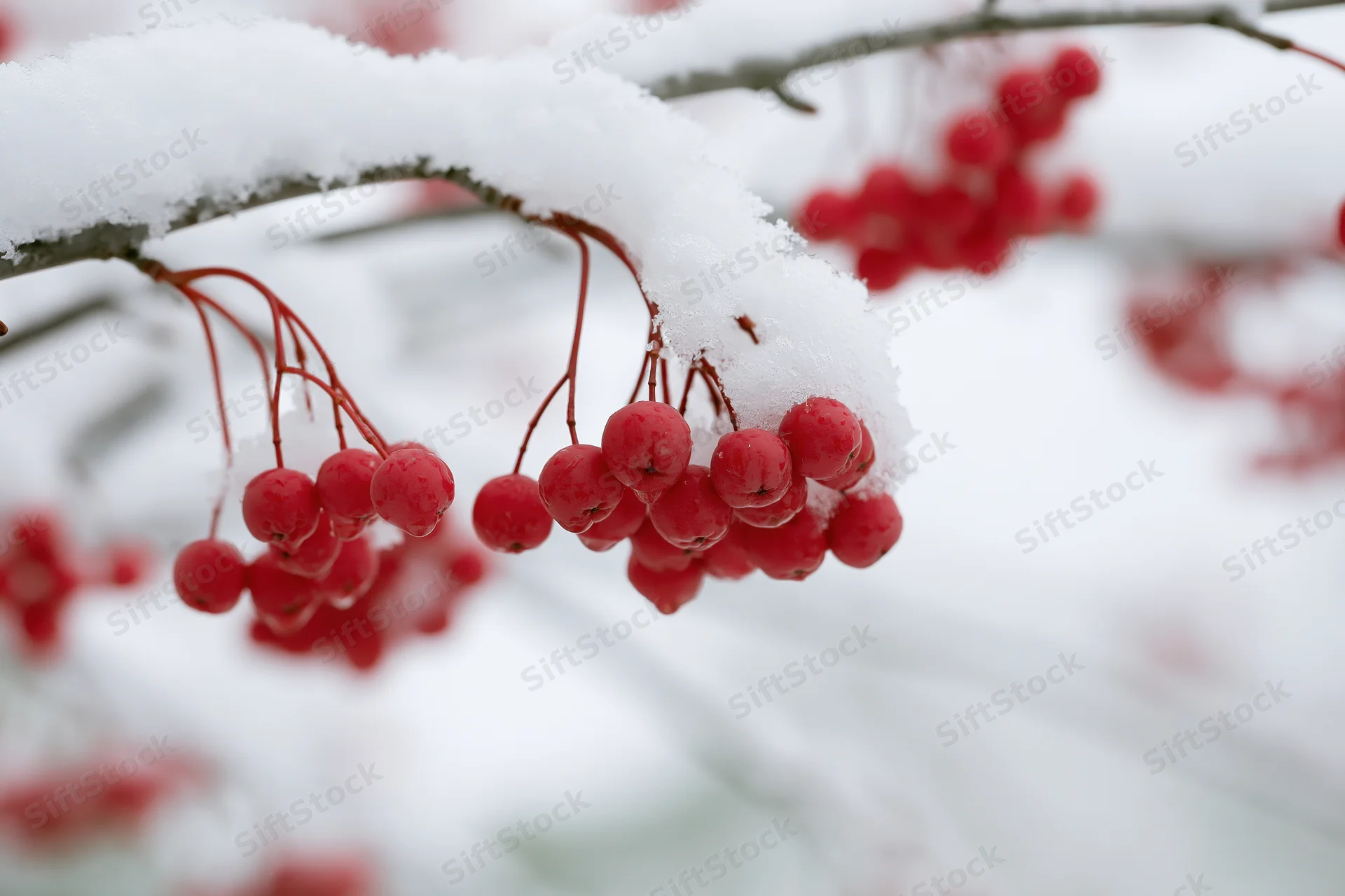 Red berries clustered on snow-covered tree branches in winter garden