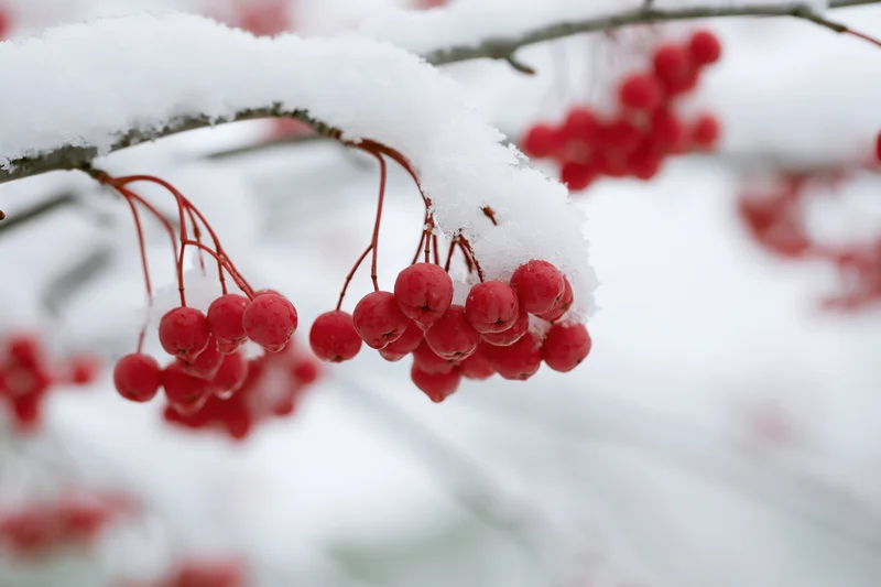 Red berries clustered on snow-covered tree branches in winter garden