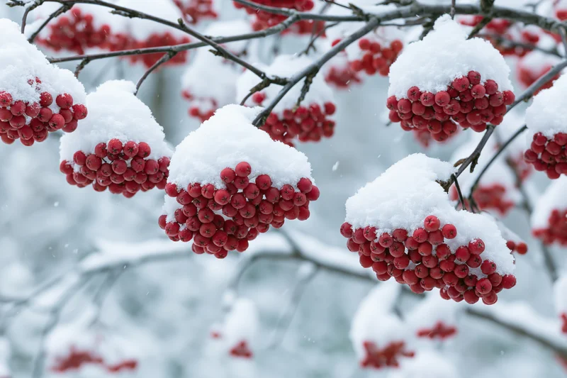 Snow-covered rowan tree branches with red berries in winter landscape