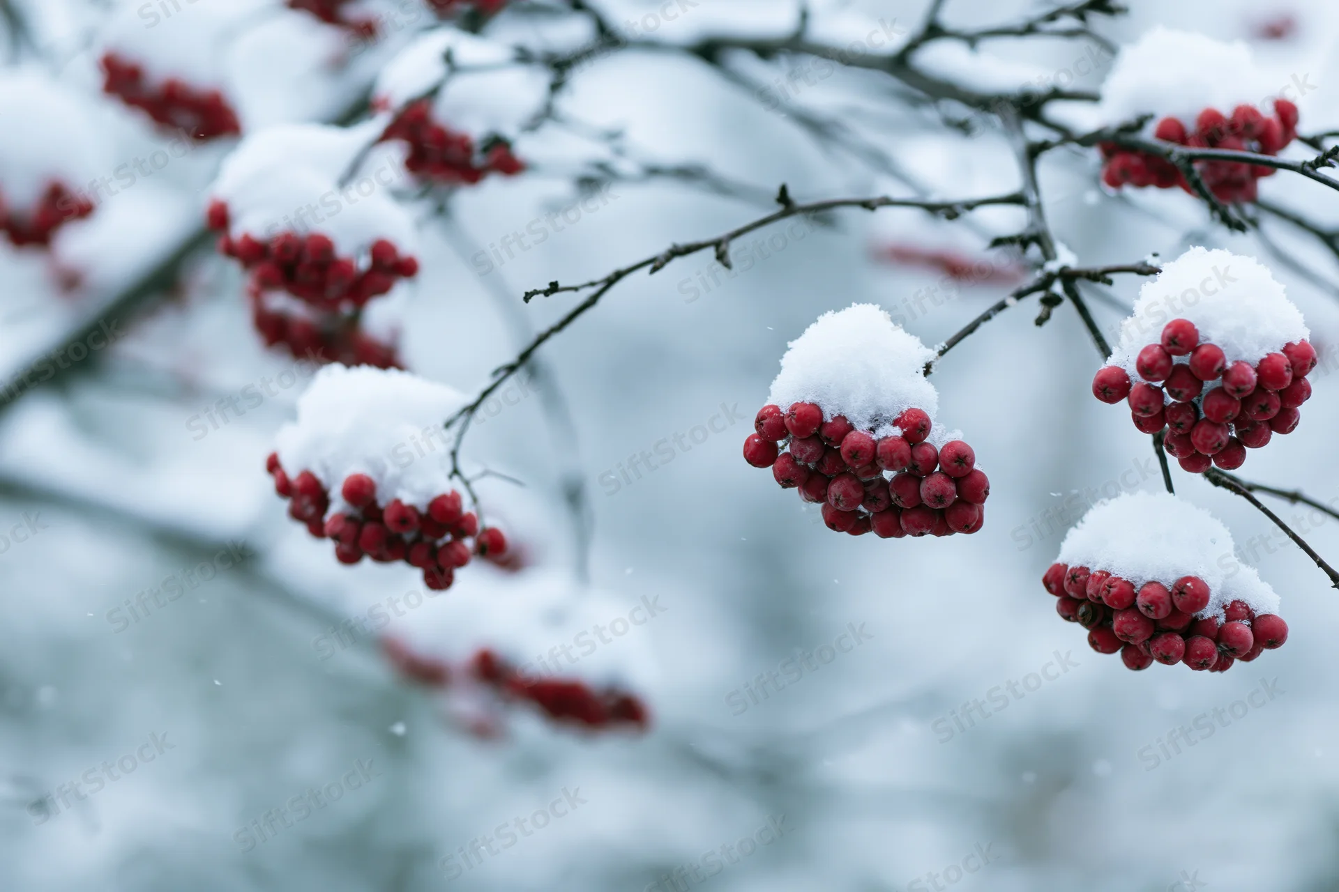 Snow-covered rowan tree branches with clusters of red berries in winter landscape