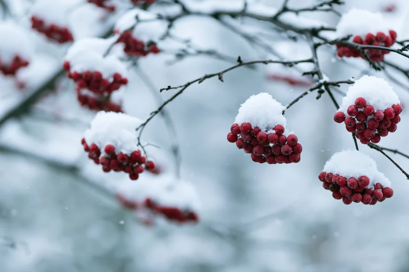 Snow-covered rowan tree branches with clusters of red berries in winter landscape