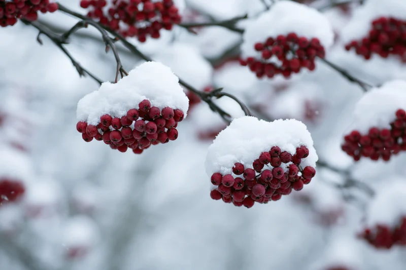 Snow-covered rowan tree branches with red berries in winter garden