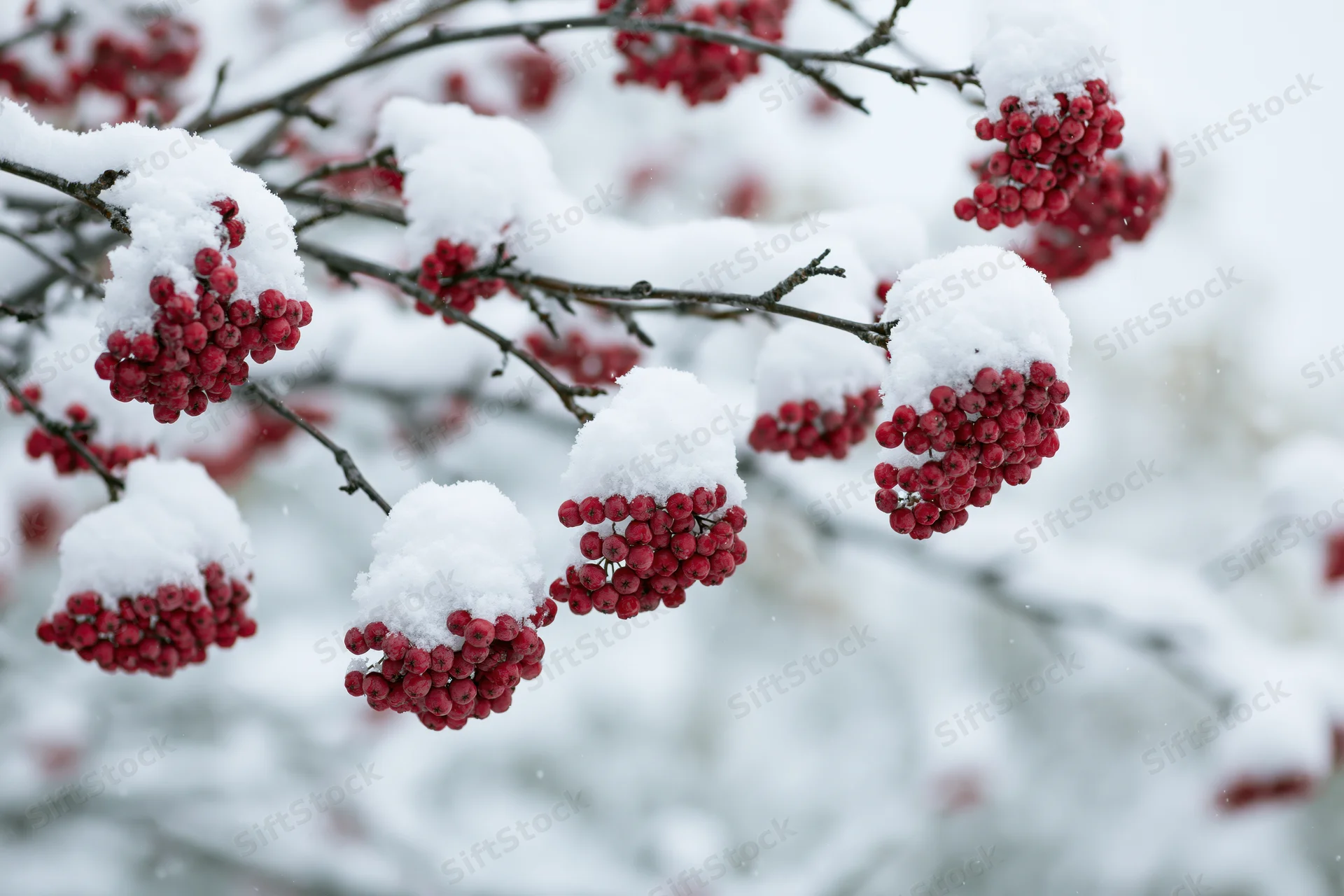 Snow-covered rowan tree branches with red berries in winter garden