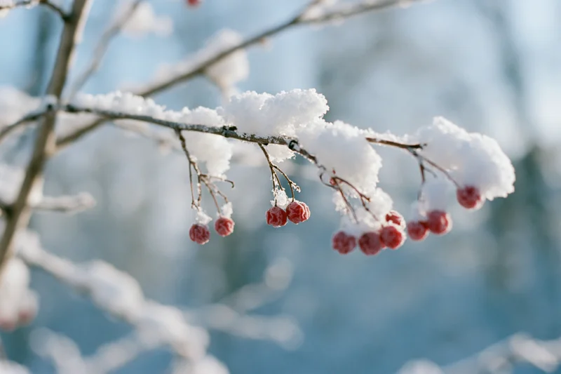 Snow-covered tree branch with red berries in winter landscape