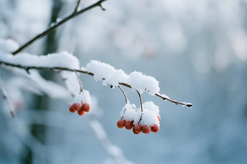 Snow-covered tree branch with red berries hanging in winter forest