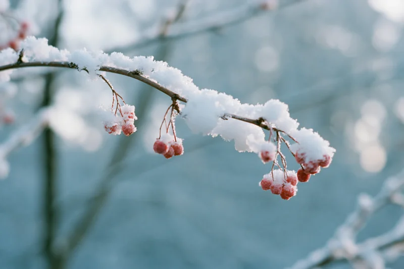 Snow-covered tree branch with red berries hanging in winter forest