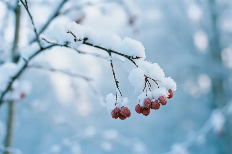 Snow-covered tree branch with red berries hanging in winter forest