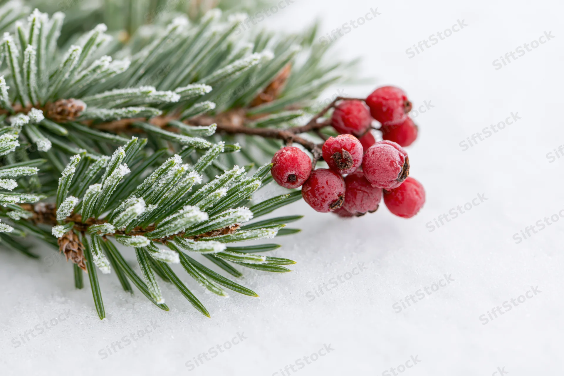 Snow-dusted fir branch with red berries resting on white snow