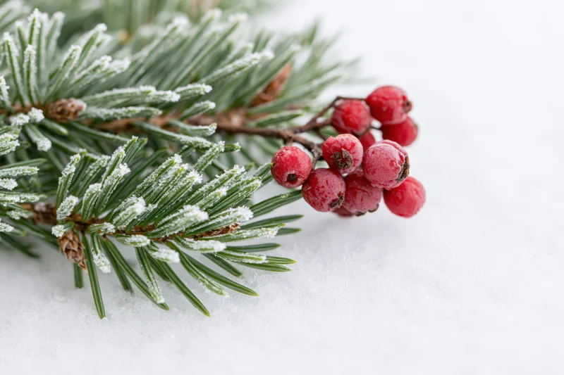 Snow-dusted fir branch with red berries resting on white snow