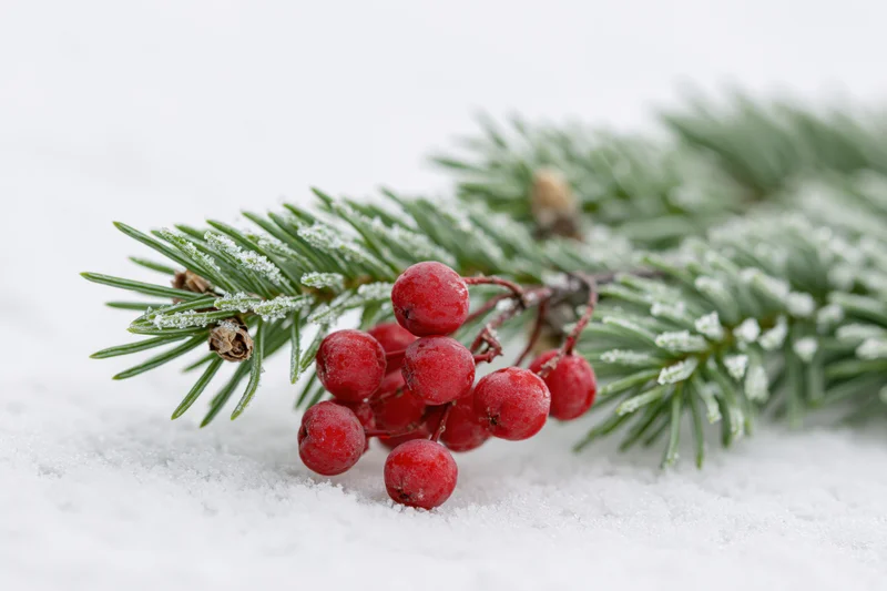 Snow-dusted fir branch with red berries resting on snow