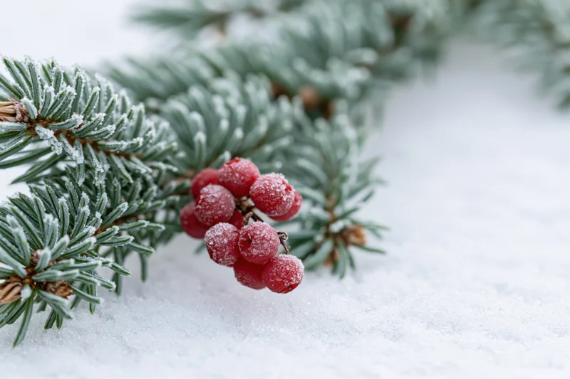 Snow-dusted fir branch with red berries resting on snow
