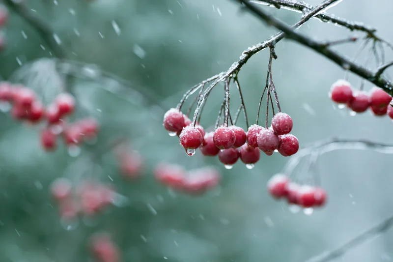 Red berries dusted with frost hanging from dark branches in snowy winter setting