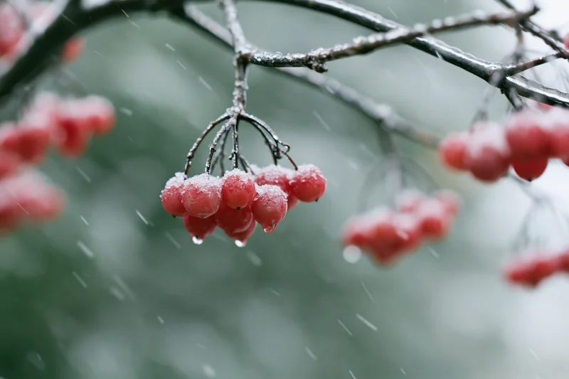 Red berries covered in frost hanging from bare branches in snowy winter scene