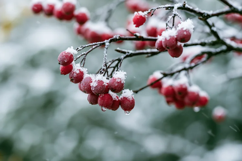 Red berries dusted with snow on dark branches in winter garden