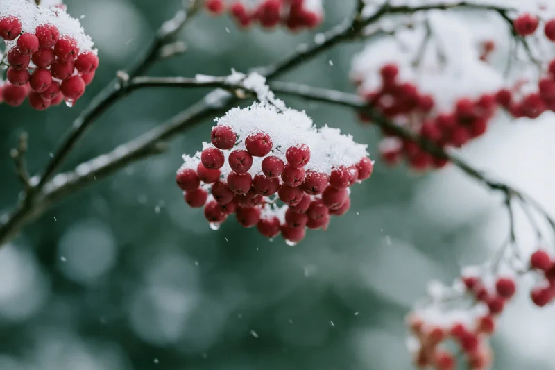 Red berries covered in snow on bare branches in winter
