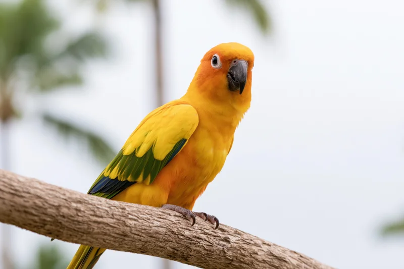 Sun conure parrot perched on a thick wooden branch looking slightly to the side