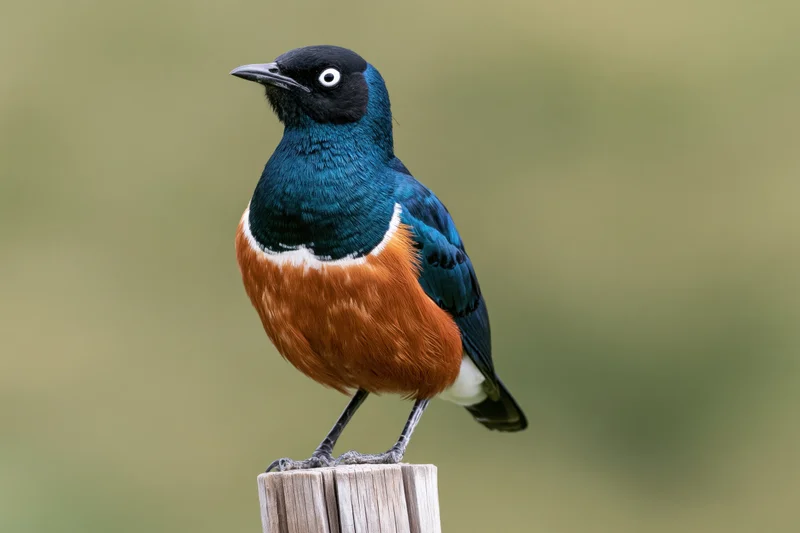 Superb starling perched upright on a weathered wooden post outdoors