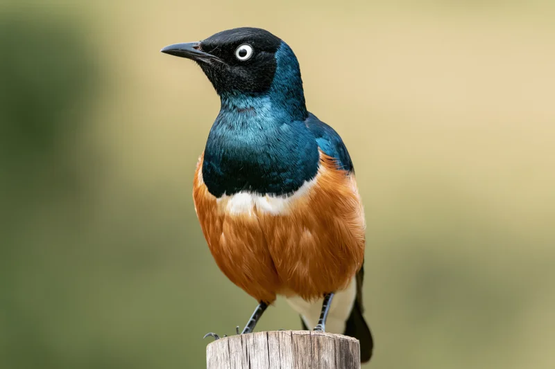 Superb starling perched upright on a weathered wooden post outdoors
