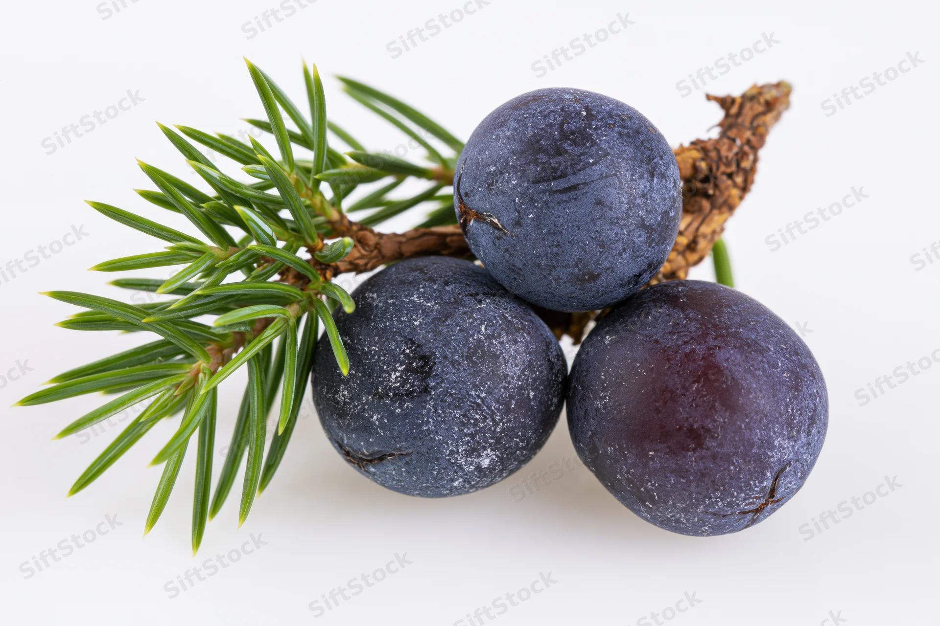 Three dark blue-purple juniper berries clustered with a small evergreen branch on white background