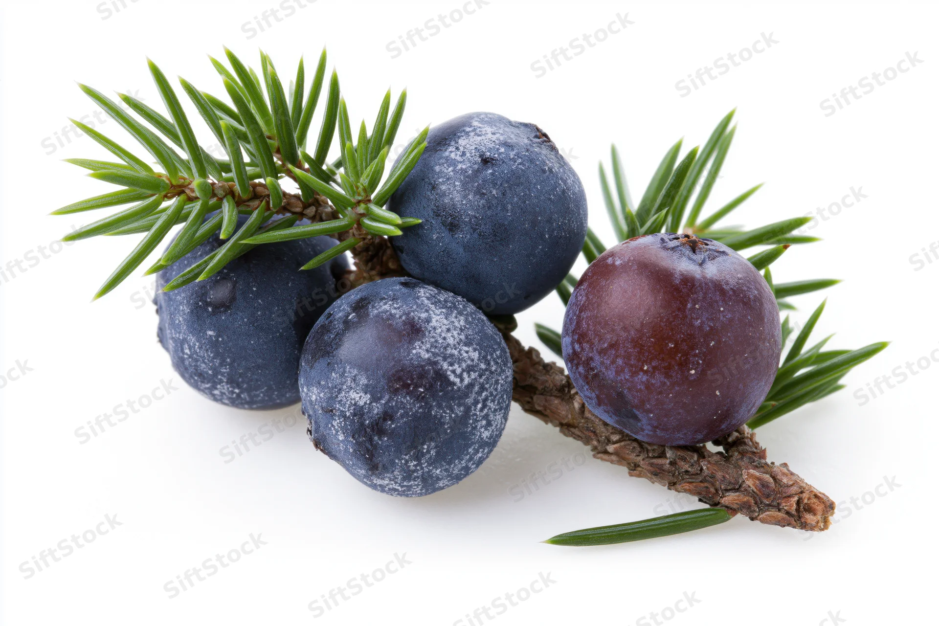 Juniper berries with green needles on a branch isolated on white background