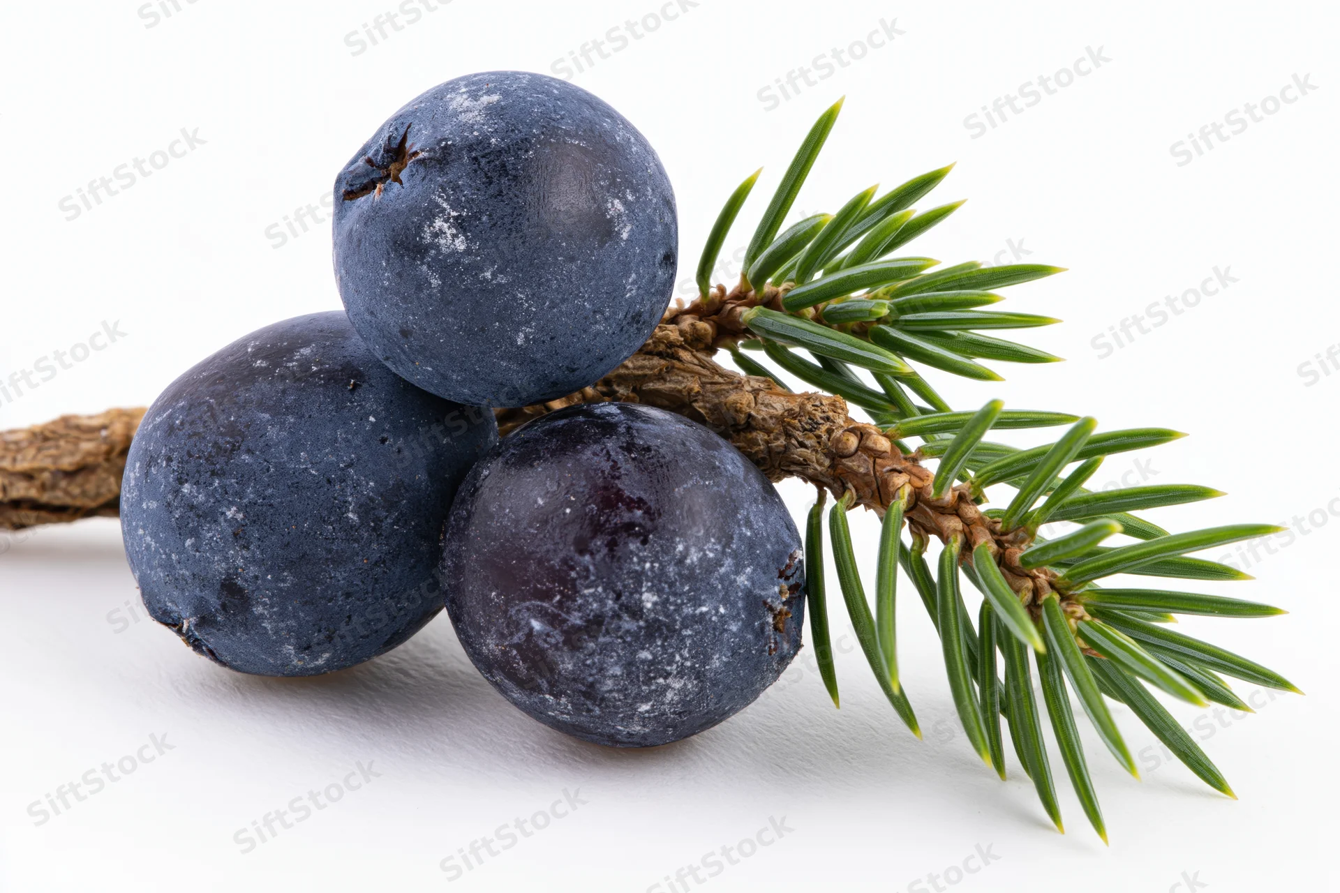 Three dark blue-purple juniper berries clustered with a small pine branch on white background