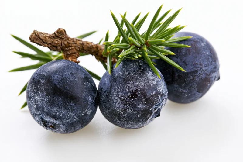 Three dark blue-purple juniper berries on a small branch with green needles, isolated on white background