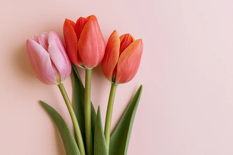Three tulips in pink and orange-red with green stems and leaves arranged against a soft pink background