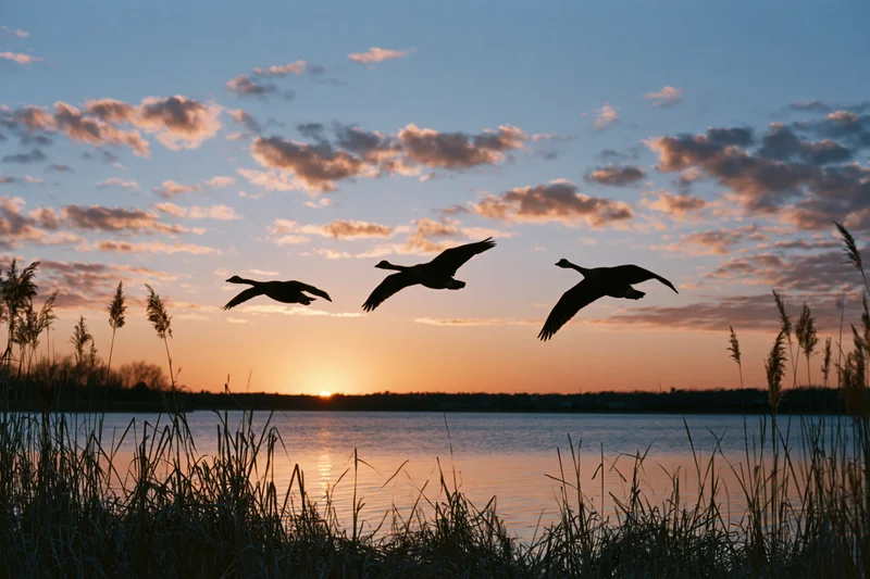 Three geese flying in loose formation silhouetted against a sunset over a lake with reeds in the foreground