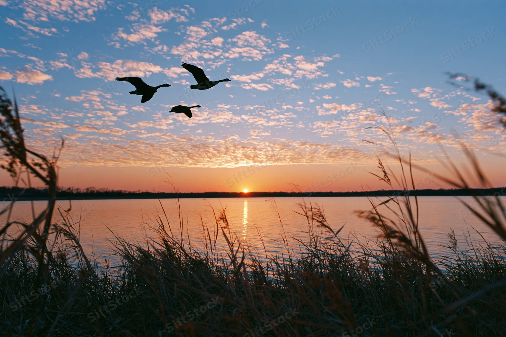 Three geese flying in loose formation over a lake at sunset, silhouetted against a cloudy sky with reeds in the foreground