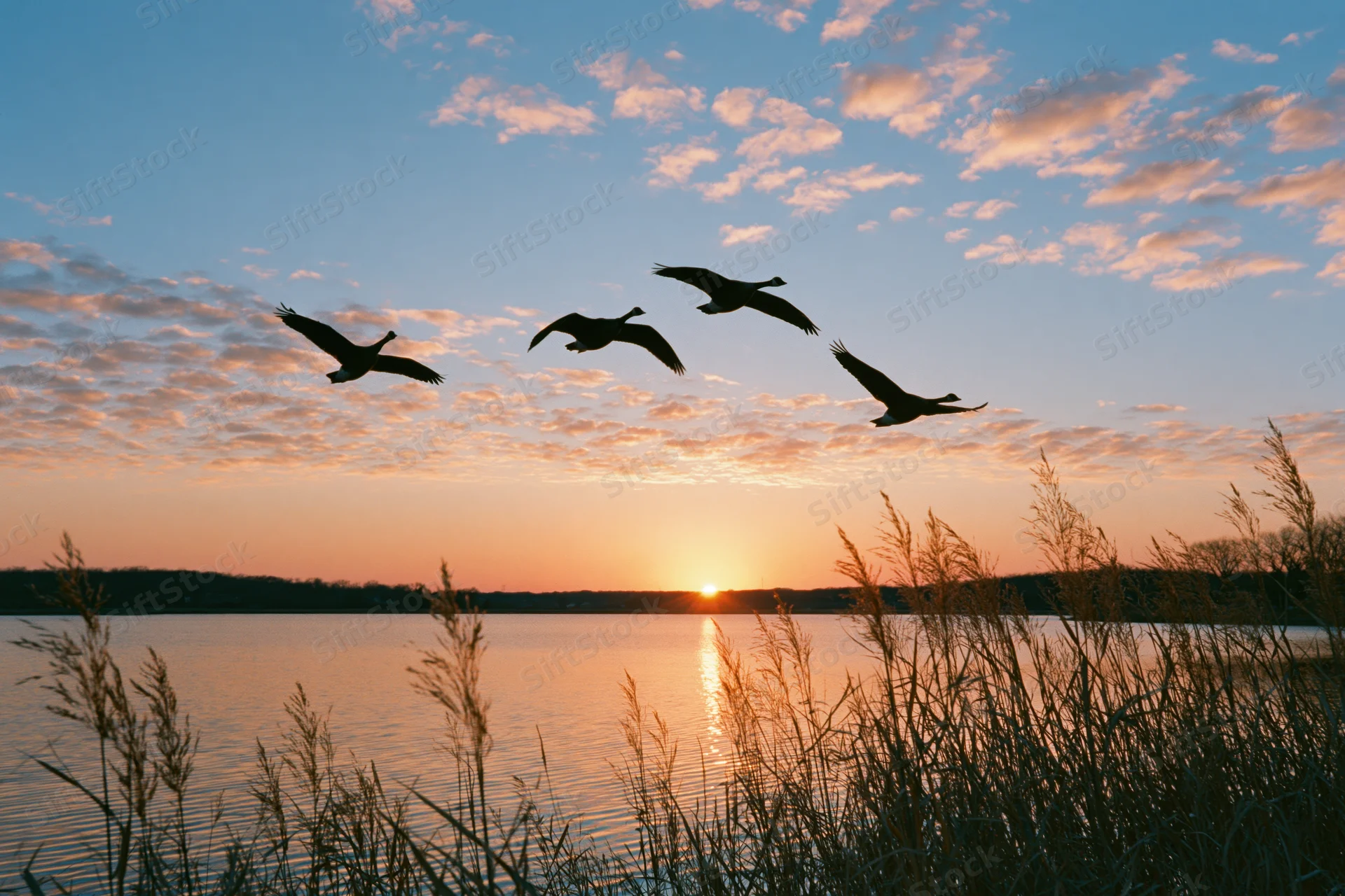 Geese flying in loose formation over a lake at sunset with reeds in the foreground