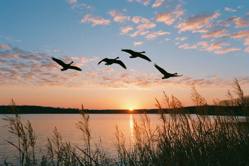 Geese flying in loose formation over a lake at sunset with reeds in the foreground