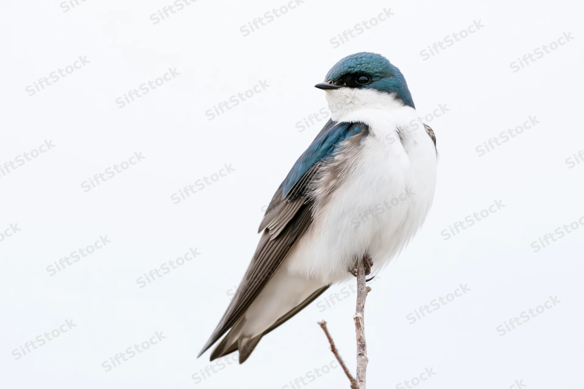 Tree swallow perched upright on a bare twig against a white background
