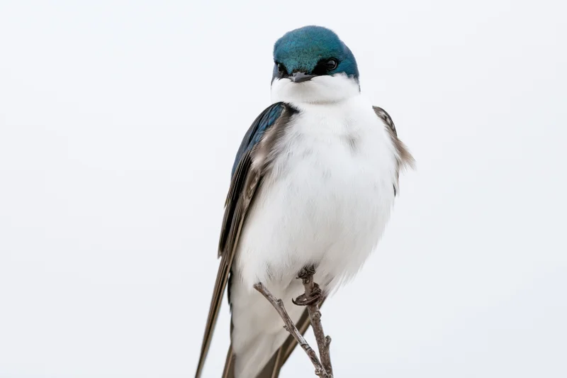 Tree swallow perched upright on a thin twig against a white background