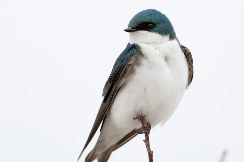 Tree swallow perched upright on a thin twig against a white sky