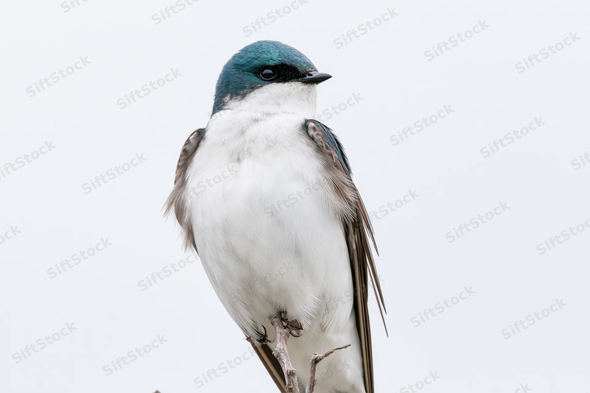 Tree swallow perched upright on a thin twig against a plain white background