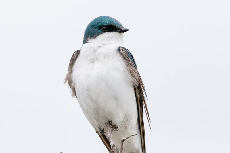 Tree swallow perched upright on a thin twig against a plain white background