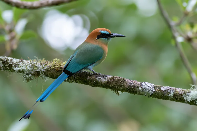 Turquoise-browed motmot perched on a moss-covered branch in a lush forest setting