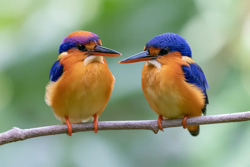 Two african pygmy kingfishers perched side by side on a branch facing each other in a green natural setting