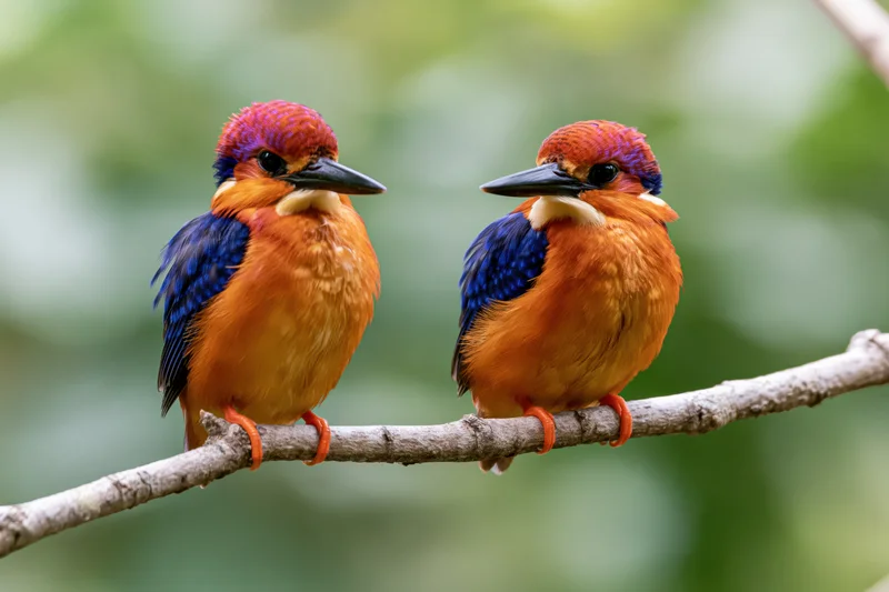Two african pygmy kingfishers perched side by side on a bare branch in a green forest setting