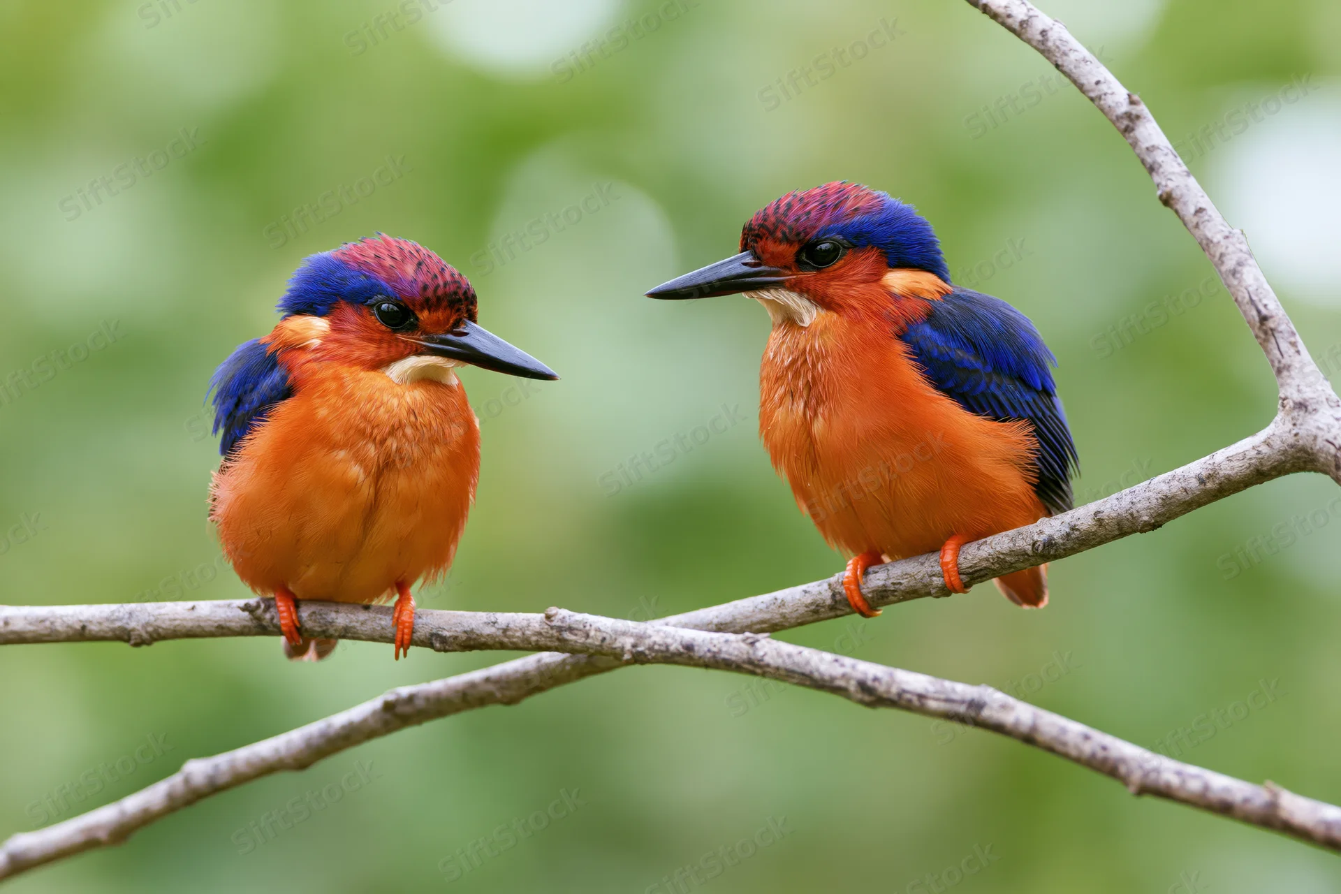 Two african pygmy kingfishers perched side by side on a bare branch in a green forest setting