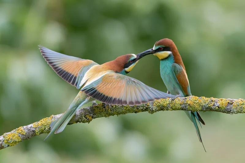 Two european bee-eaters feeding on a lichen-covered branch in a forest setting