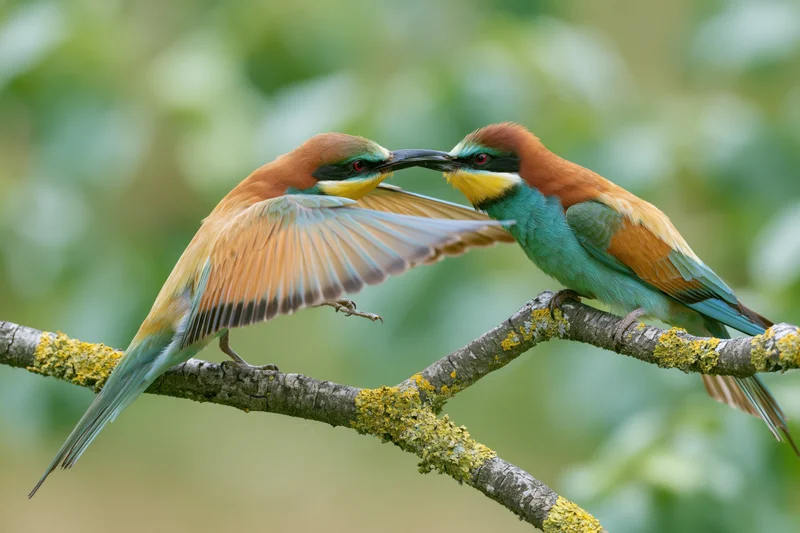 Two european bee-eaters interacting on a lichen-covered branch in a forest setting