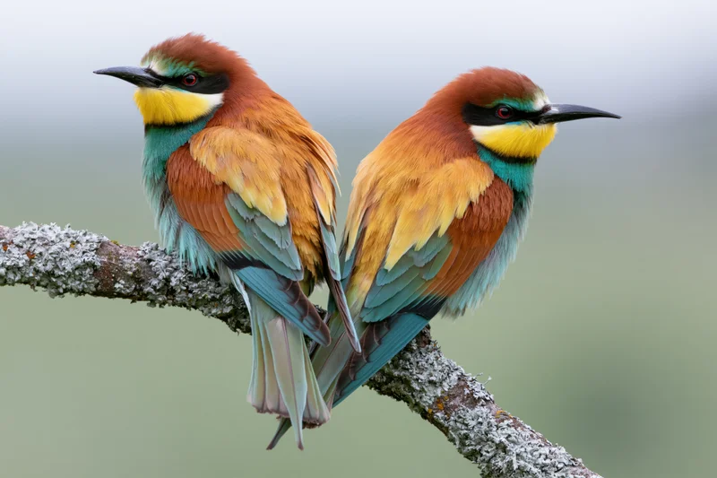 Two european bee-eaters perched side by side on a lichen-covered branch in a natural setting